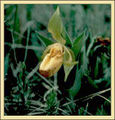 Thumbnail for version as of 09:53, 4 July 2007