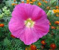 A hollyhock flower