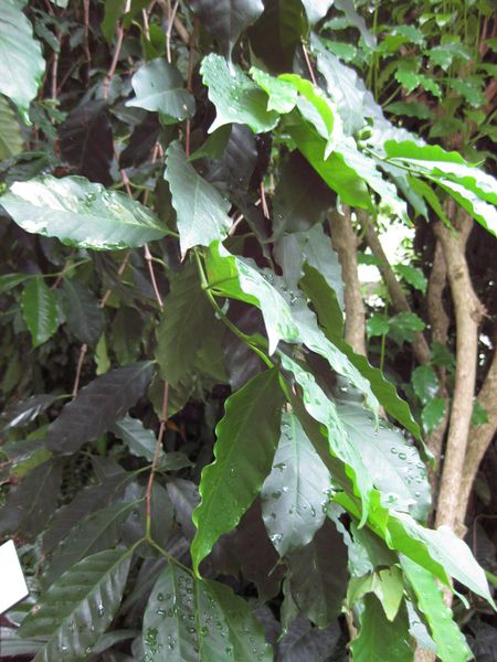 File:IMG 1136 bbg09.jpg