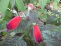 Thumbnail for version as of 05:29, 24 November 2009