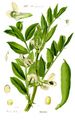 Plate showing broad beans, from Thomé, Flora von Deutschland, Österreich und der Schweiz, 1885.