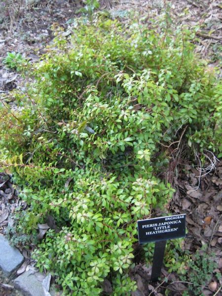 File:Pieris japonica-little heathgreen-IMG 7658 sfbg0308.jpg