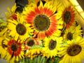 Red sunflowers.