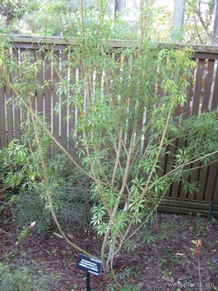 File:Schefflera microphylla-umbrella shrub-IMG 7524 sfbg0308.jpg