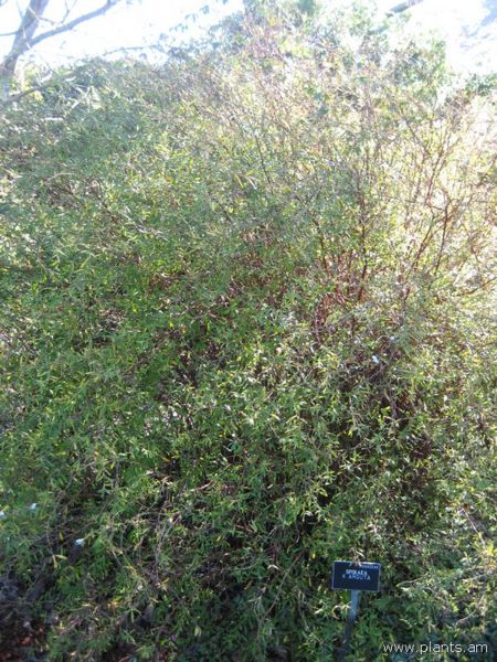 File:Spiraea-x-arguta-IMG 7662 sfbg0308.jpg