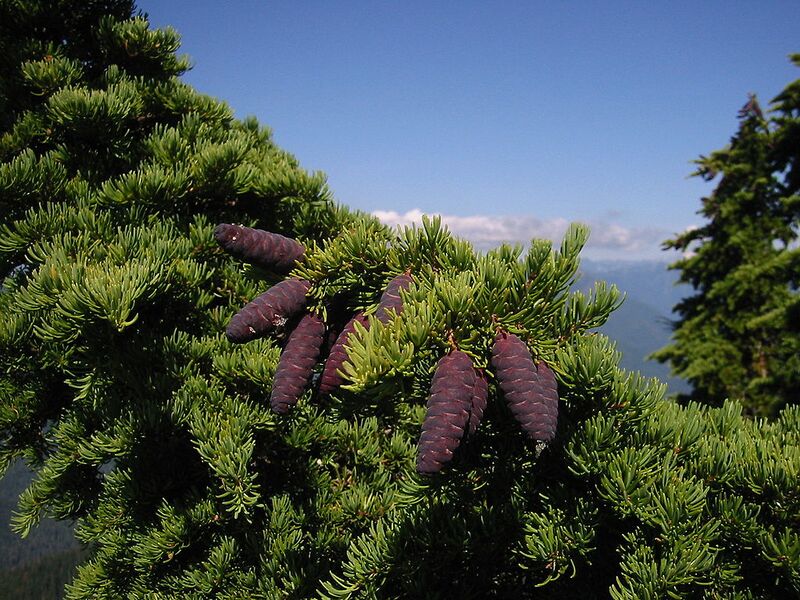 File:1024px-MountainHemlock 6739.jpg