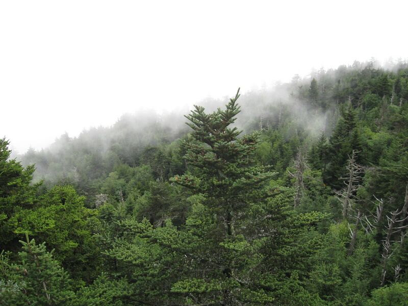 File:1280px-Abies fraseri Grandfather Mountain.jpg