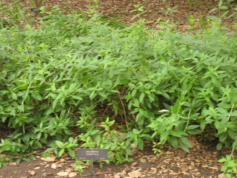 File:1280px-IMG 6994 hunt09jun.jpg