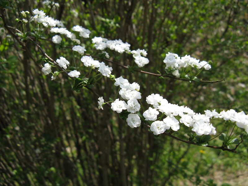 File:1280px-Spiraea prunifolia1.jpg
