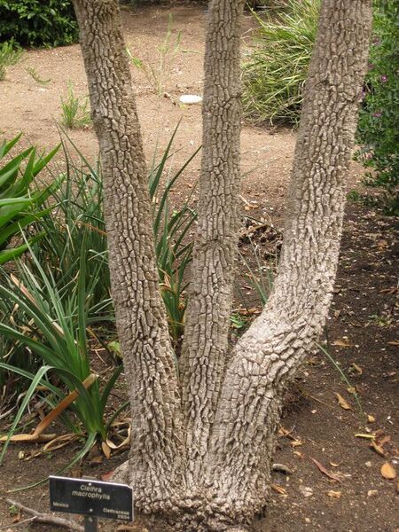 File:576px-IMG 7218 hunt09jun.jpg