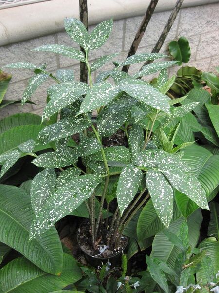 File:576px-IMG 7570 hunt09jun.jpg