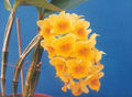 Dendrobium densiflorum