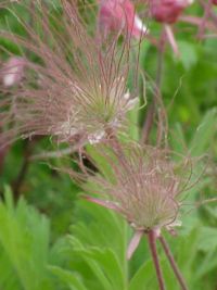Geum triflorum