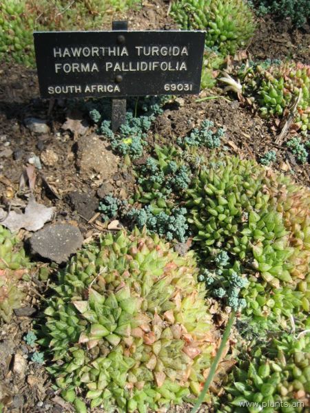 File:Hawthornia turgida-forma pallidifolia-IMG 0380 hunt07.jpg