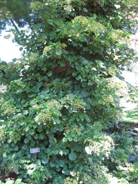 File:IMG 0134 nybg09.jpg