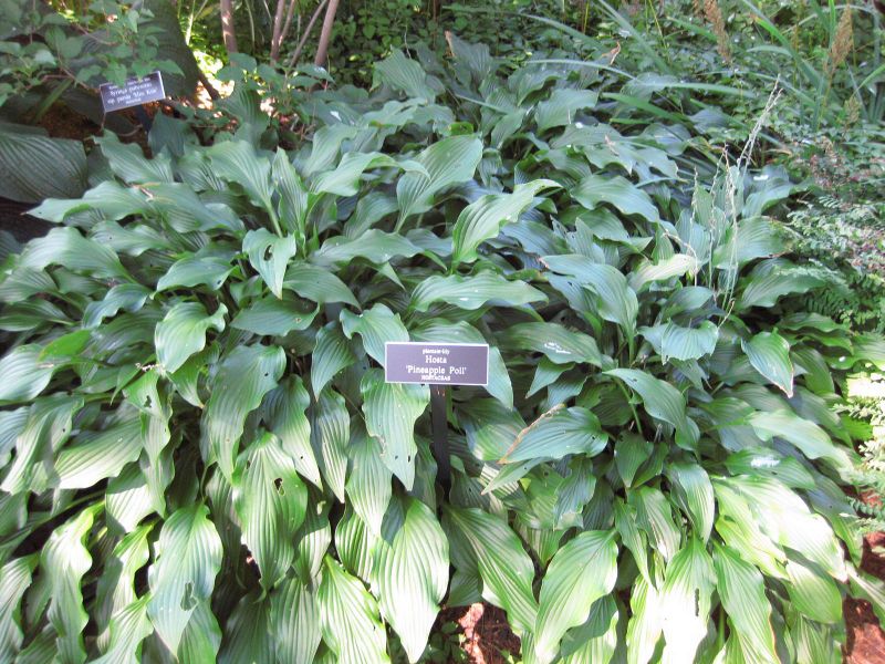 File:IMG 0205 nybg09.jpg