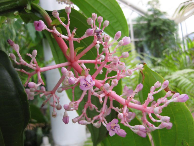 File:IMG 1029 bbg09.jpg