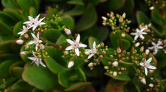 Crassula ovata