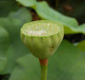 Another Seed head without petals