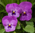 Purple cultivar