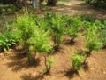 punica granatum var. nana