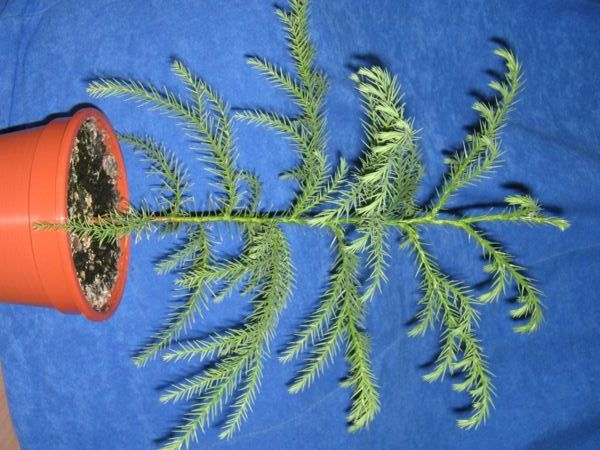 File:Sicheltanne-ein-Jahr (Cryptomeria japonica).jpg