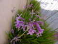Thumbnail for version as of 10:05, 29 April 2025
