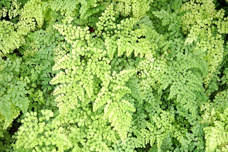 File:1024px-3958 - Adiantum venustum (Immergrüner Frauenhaarfarn).JPG