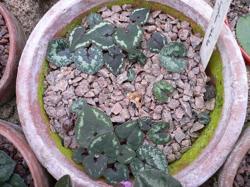 File:1024px-Cyclamen cyprium (leaves).jpg