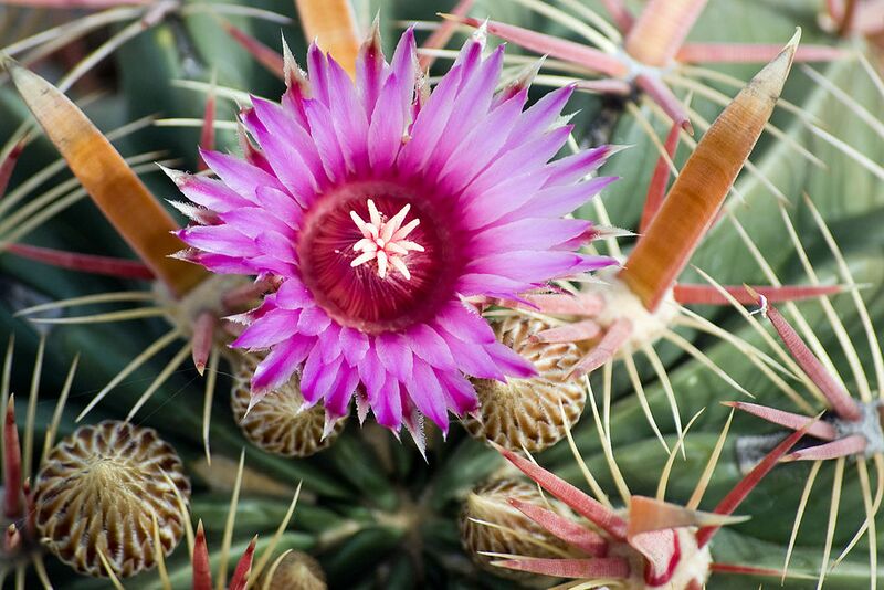 File:1024px-Ferocactus latispinus (1).jpg