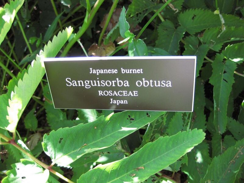 File:1024px-IMG 0224 nybg09.jpg