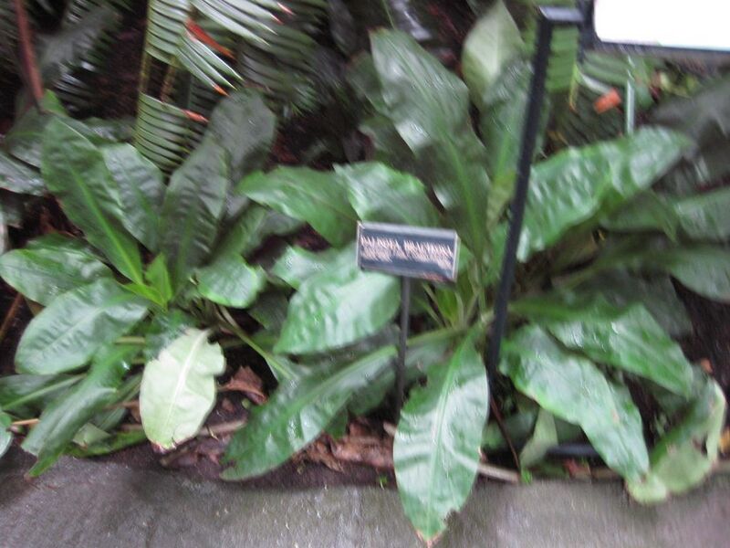 File:1024px-IMG 1059 bbg09.jpg