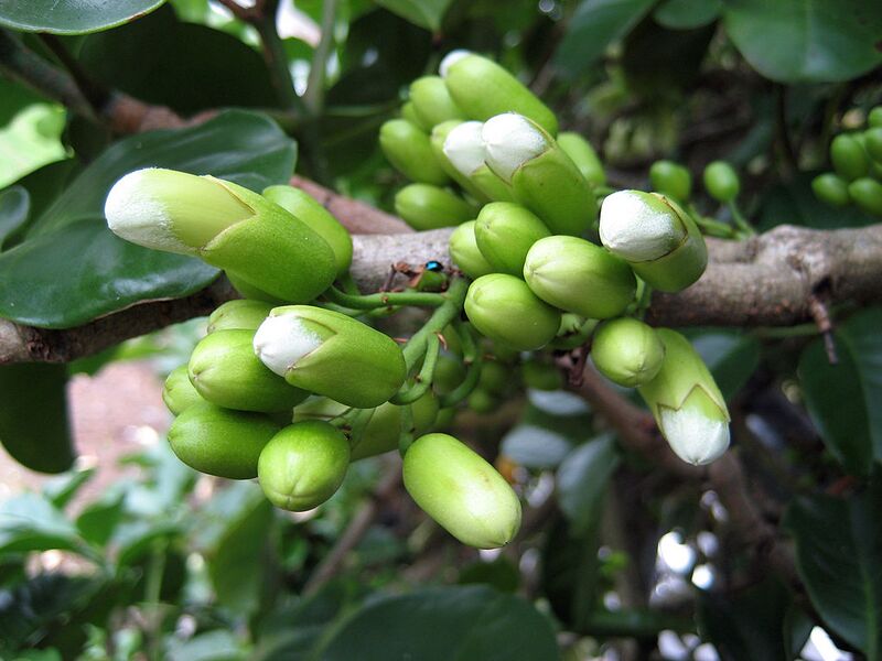 File:1024px-TecomantheSpeciosa2057.jpg