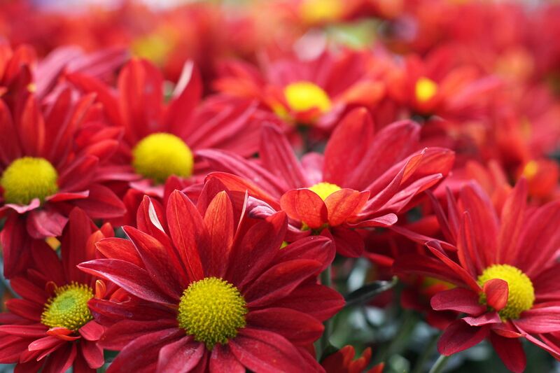 File:1280px-Abundant blooms-7651.jpg