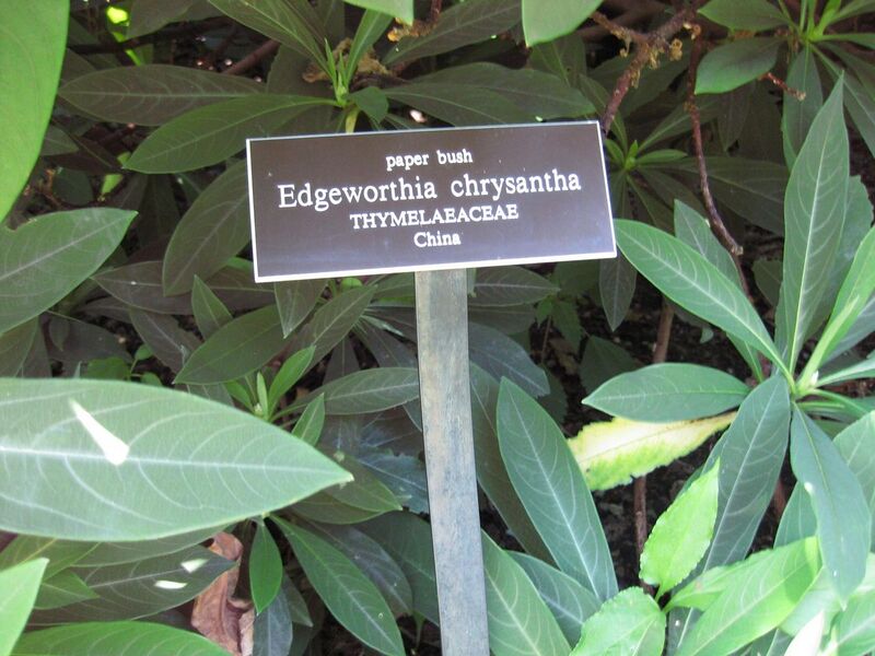 File:1280px-IMG 0296 nybg09.jpg