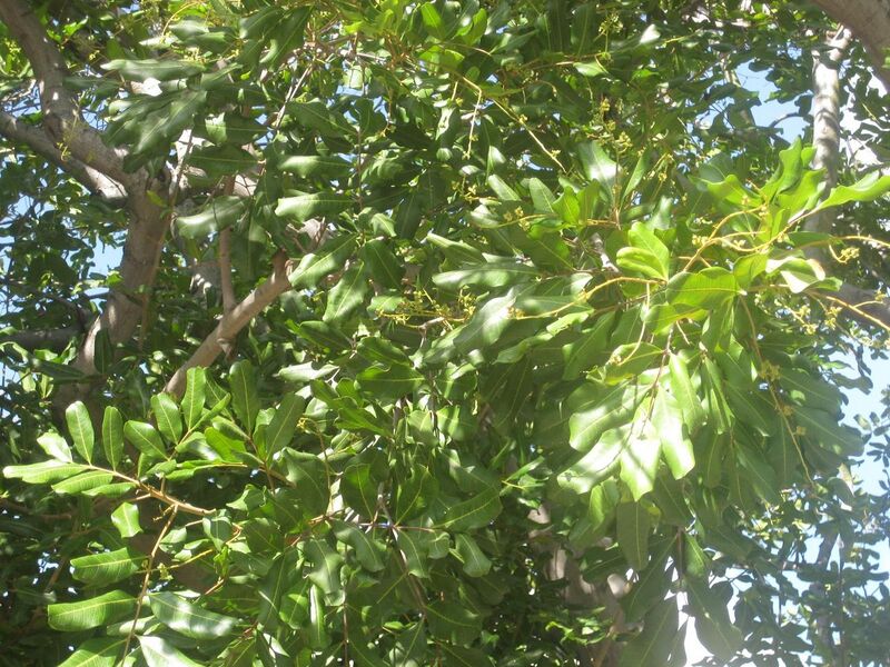 File:1280px-IMG 1965 hunt0903.jpg