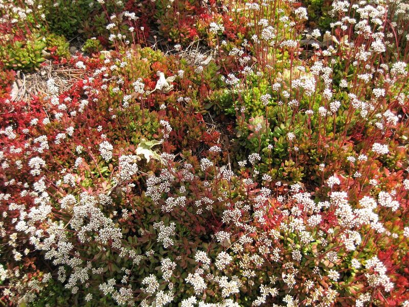 File:1280px-IMG 4283 hunt0904.jpg