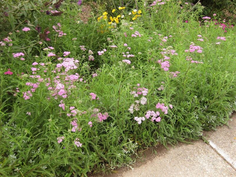 File:1280px-IMG 6867 hunt09jun.jpg