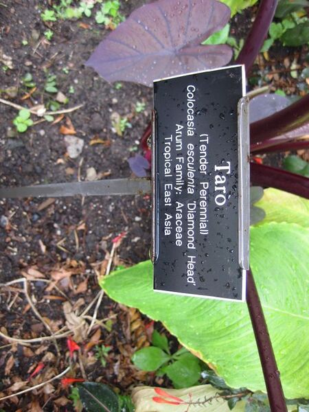 File:576px-IMG 0854 bbg09.jpg