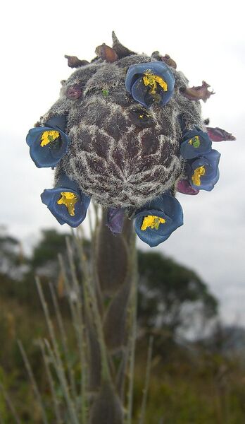 File:594px-Puya lineata (3).jpg