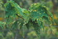 A. pictum