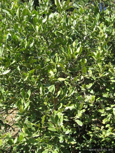 File:Citrus hystrix-kaffir lime-IMG 0780 hunt07.jpg