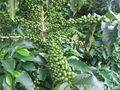 Coffee(COFFEA ARABICA) branch with immature fruit - São João do Manhuaçu City - Minas Gerais State - Brazil