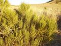 Ephedra viridis in western Nevada