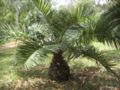 jubaea spectabilis