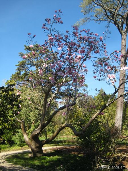 File:Magnolia campbellii-IMG 8082 sfbg0308.jpg
