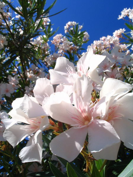 File:Oleander-4031.jpg