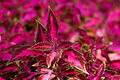 Thumbnail for version as of 12:38, 1 November 2007
