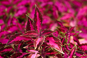 Solenostemon scutellarioides growing in Pittsburgh, Pennsylvania
