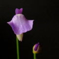 Thumbnail for version as of 10:06, 29 April 2025